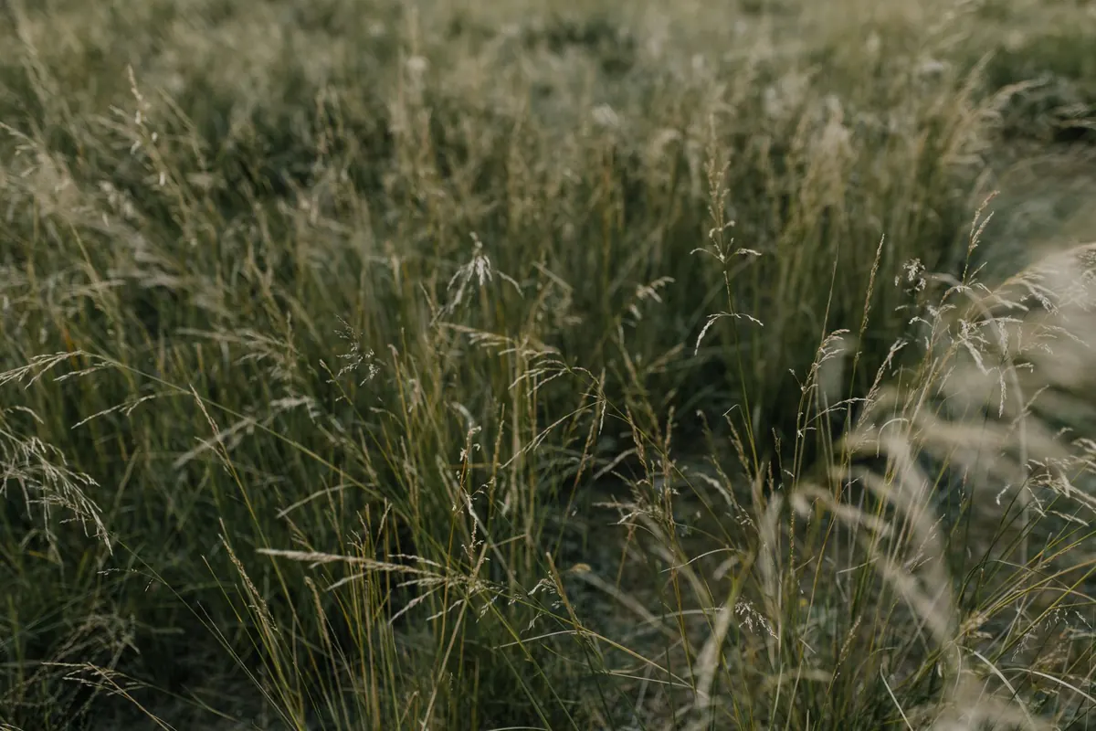 A Beginner's Guide to Meadow Landscaping: Design, Prep, Sowing and Aftercare