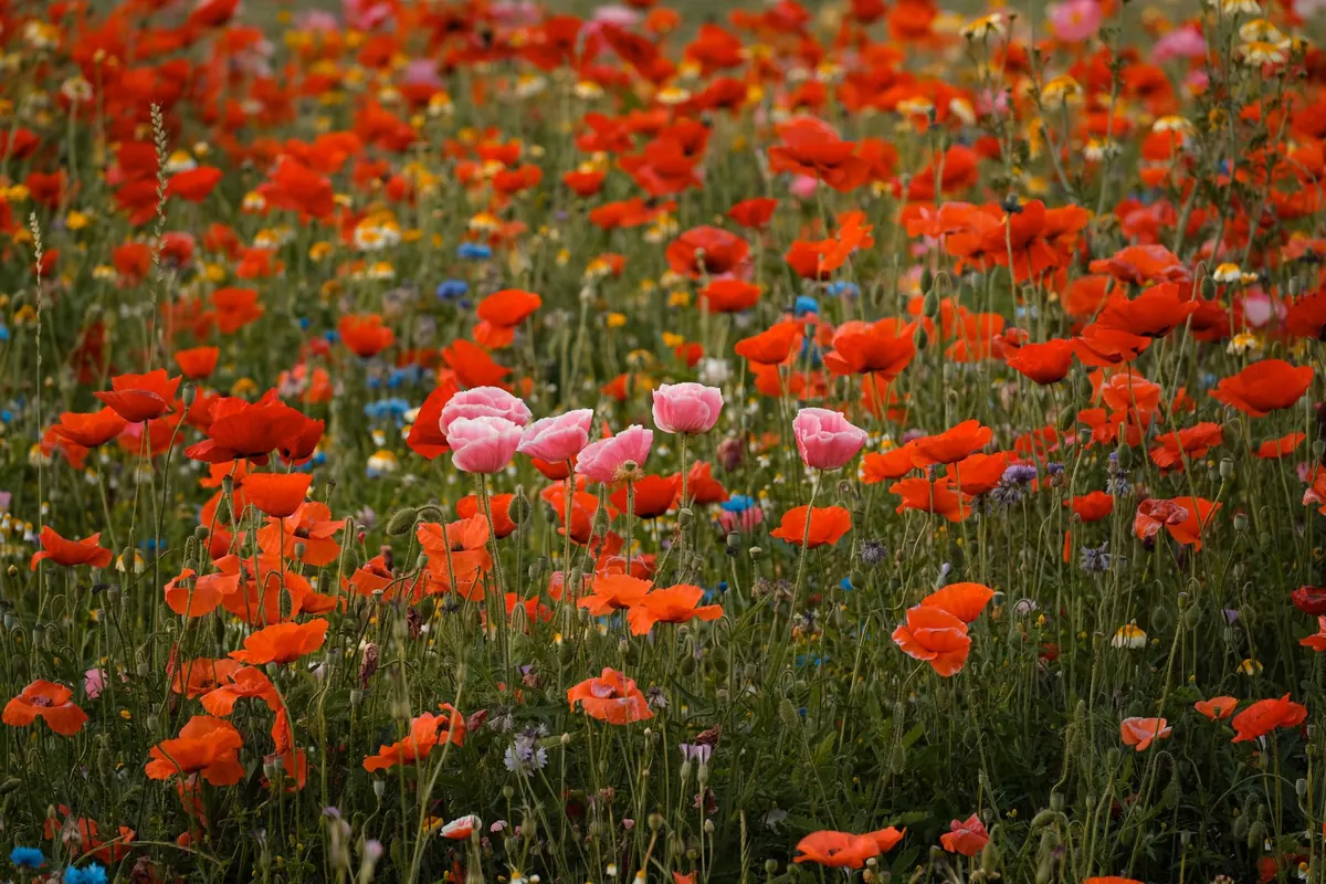 A Year in the Meadow: Month-by-Month Maintenance for UK Wildflower Gardens
