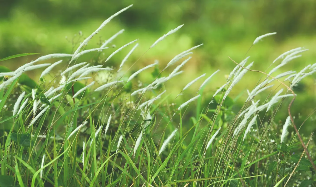Fine Grasses vs Ryegrass: Why Grass Diversity Matters in UK Meadows