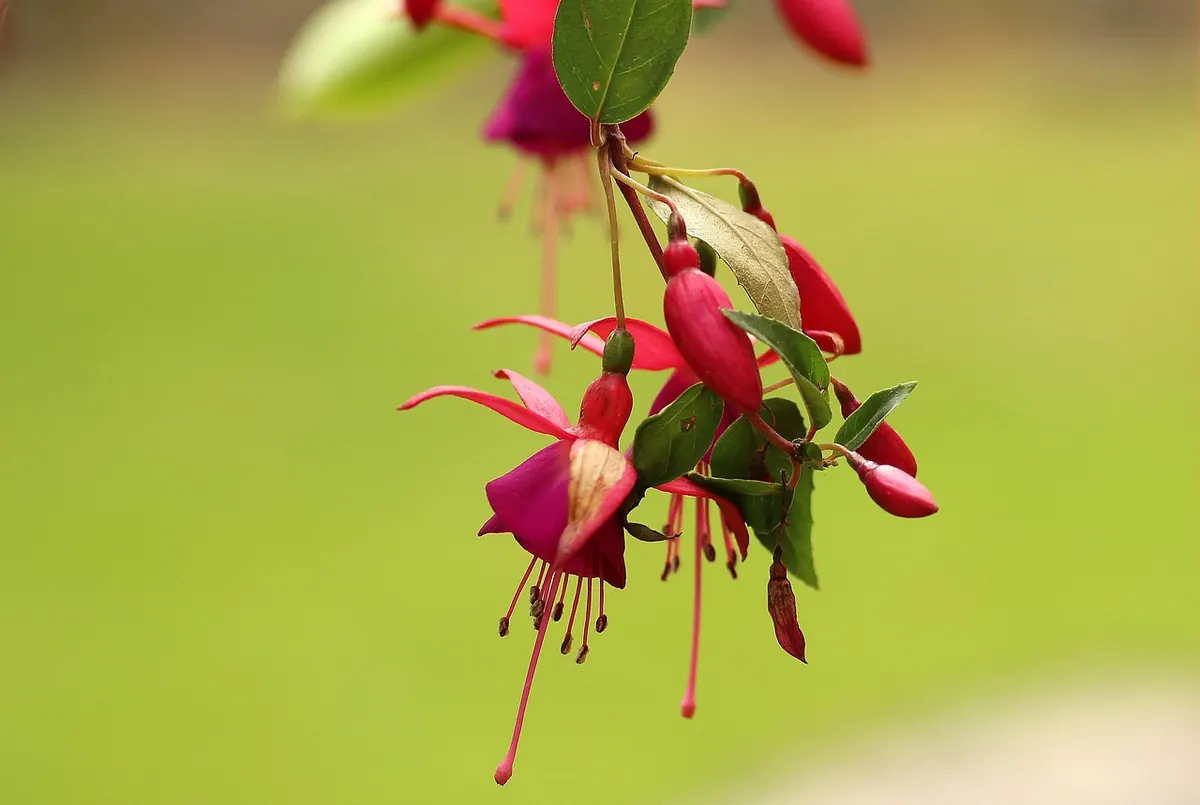 Meadow Landscaping for Renters: How to Create a Temporary Wildflower Patch in a UK Rental Garden