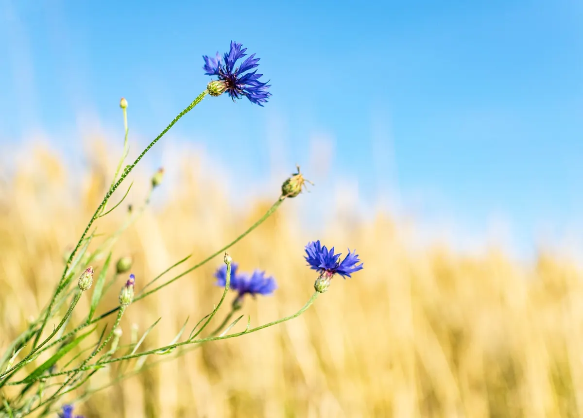 Sowing vs Plug Planting: Which Method Works Best for Establishing a UK Wildflower Meadow?